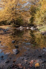 river in dark autumn forest