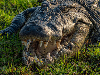 Krokodil
