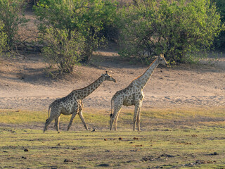 Fototapeta premium Giraffe