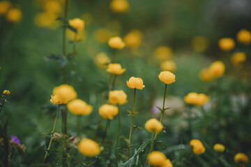 Close-up of a beautiful yellow Globeflowers, Trollius europaeus shot