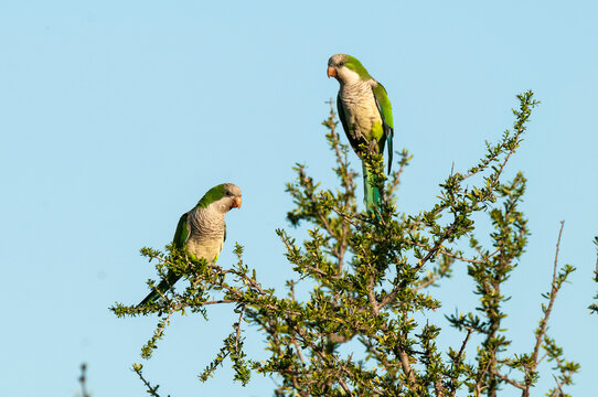 Parakeet perched on a branch of Calden , La Pampa, Patagonia, Argentina