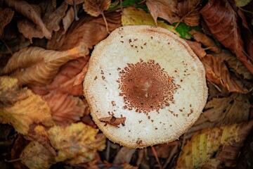 little mushrooms in the forest