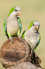 Obraz premium Parakeet perched on a branch of Calden , La Pampa, Patagonia, Argentina