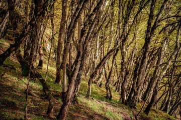 little trees in the forest