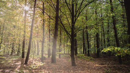 Autumn Forest Morning Light - Poland 2023