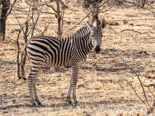 Zebra