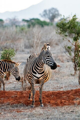 Zebra in der Landschaft Kenia