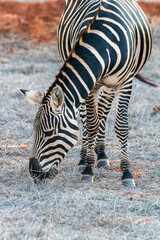 Zebra in der Landschaft Kenia