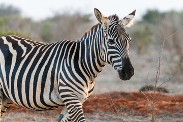 Fototapeta na wymiar Zebra in der Landschaft Kenia