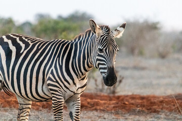 Naklejka premium Zebra in der Landschaft Kenia