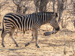 Obraz premium Zebra