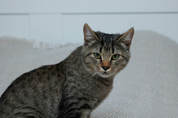 Grey cat portrait. Cat sitting on sofa at home