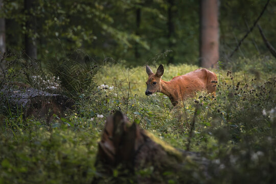 Reh im Wald 