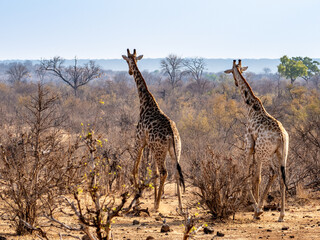 Giraffe