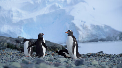 antarctic penguins, wildlife, on the rocky ocean shore