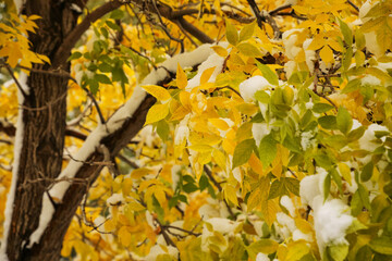 Green ash tree with fall color and snow