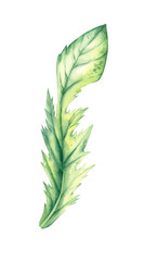 Hand drawn watercolor leaf of chicory plant