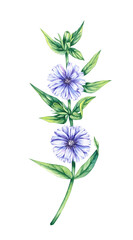 Hand drawn watercolor chicory flower