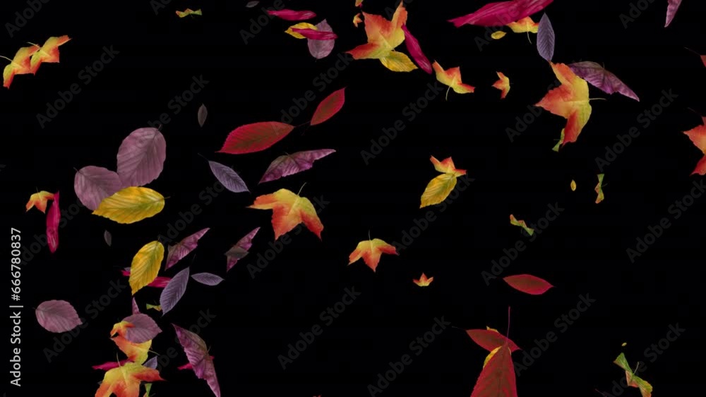 Wall mural fall leaves - colorful variety - 3d transition animation with alpha channel on transparent backgroun