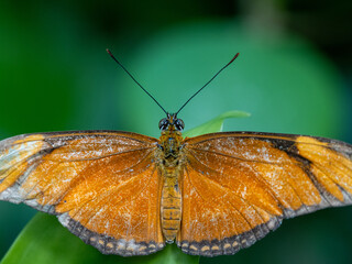 Schmetterling