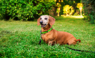 A dachshund dog is sitting in the green grass. A gray dog looks away. The dachshund has a collar and a leash. The dog is very old and has many years. The photo is blurred.
