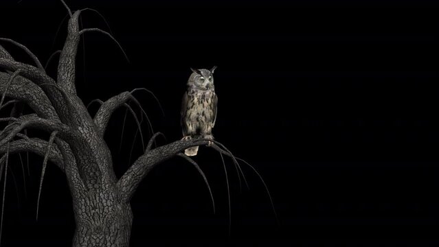 Horned Owl Bird - Old Tree - Transparent Loop - Realistic 3D animation isolated wit alpha channel
