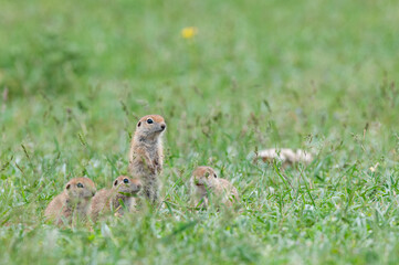 Naklejka na ściany i meble A group of curious Ground squirrel puppies in the grass. Cute funny animal ground squirrel. Green nature background.
