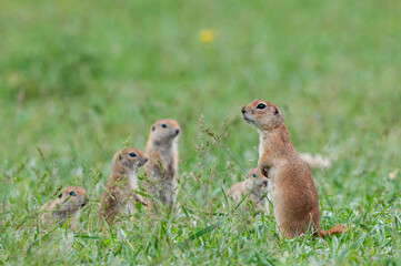 A group of curious Ground squirrel puppies in the grass. Cute funny animal ground squirrel. Green nature background.