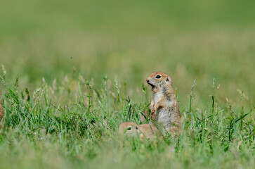 Naklejka na ściany i meble Young ground squirrel warns of danger. Cute funny animal ground squirrel. Green nature background.