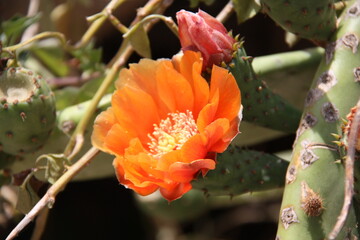 Orange flower
