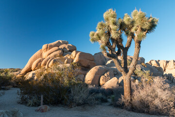 giant boulders and a Joshua tree lit by sunset light, Joshua Tree National Park, California, US