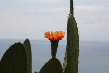 Cactus flower