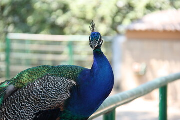 portrait of a peacock