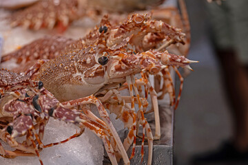 fish and seafood at the local food market in Cadiz