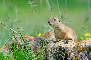Ground squirrel on the rock. Cute funny animal ground squirrel. Green nature background.