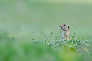 Ground squirrel in the grass. Cute funny animal ground squirrel. Green nature background.