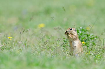 Naklejka na ściany i meble Ground squirrel feeding. Cute funny animal ground squirrel. Green nature background.