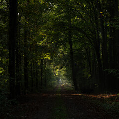 Fototapeta premium Poland - Path in the forest in the morning