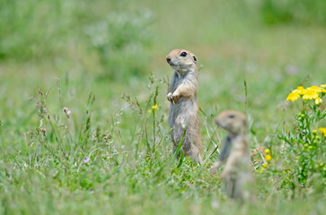 Naklejka na ściany i meble Mother Ground squirrel and baby Ground squirrel in foreground. Cute funny animal ground squirrel. Green nature background.