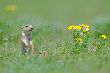 Naklejka na ściany i meble Ground squirrel and yellow flower. Cute funny animal ground squirrel. Green nature background.