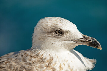 portrait of a sea gull