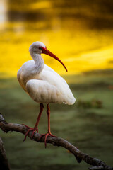 White Ibis