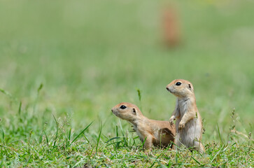 Naklejka na ściany i meble A pair of baby ground squirrel playing games. Cute funny animal ground squirrel. Green nature background.