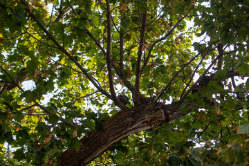tree in the forest