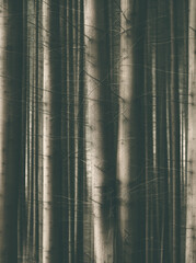 Monochrome dark moody forest in Carpathian Mountains. Motion blur effect