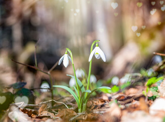 Two Galanthus nivalis, the snowdrop or common snowdrop in the forest. Small white flower of spring. - obrazy, fototapety, plakaty