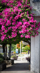 Fototapeta na wymiar street flowers