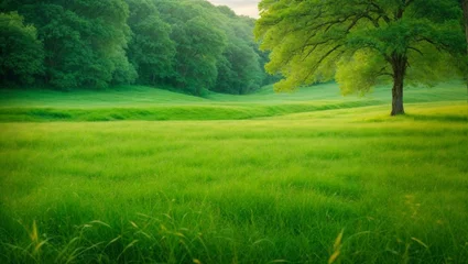 Fotobehang Green field and tree © Matias