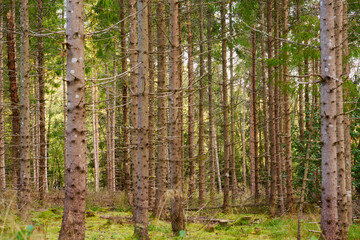 Trees in forest as a natural background.