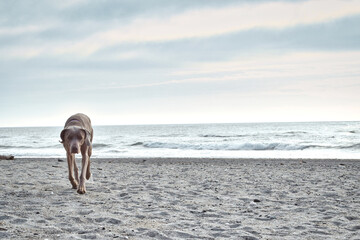 Dog is running on the beach in the eye of the photographer